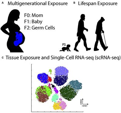 Frontiers in Toxicogenomics in the Twenty-First Century—the Grand Challenge: To Understand How the Genome and Epigenome Interact with the Toxic Environment at the Single-Cell, Whole-Organism, and Multi-Generational Level